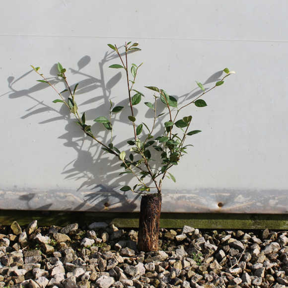Late Cotoneaster 15/30cm Cell Grown