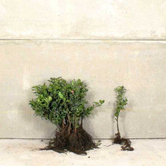 English Holly 20/30cm bare root