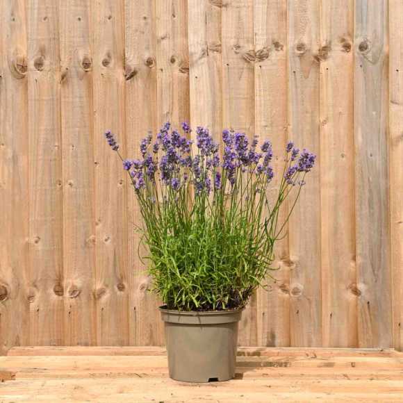 English Lavender 20/30cm 5L Pot (Pre Order April 2024)
