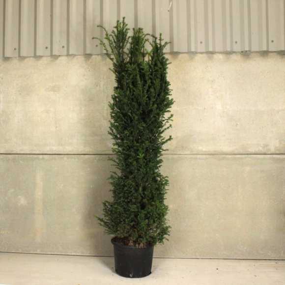 English Yew 150/175cm 20L pot (Pre Order May)