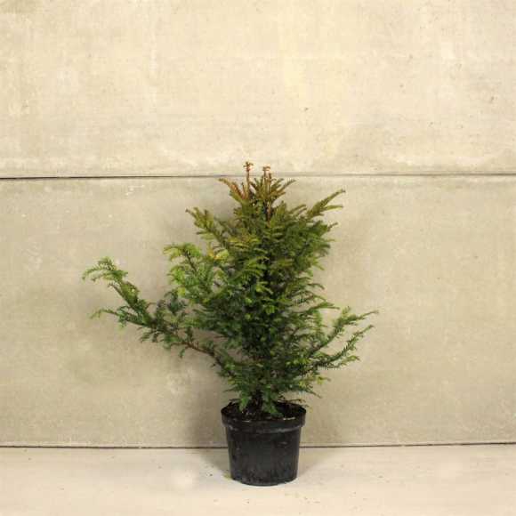 English Yew 90/120cm 10L pot (Pre Order May)