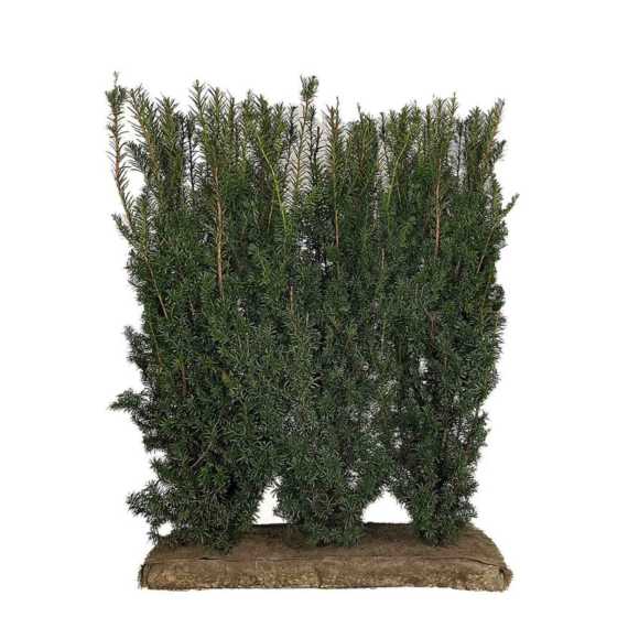 English Yew Easy Hedge Instant Hedging Element 120cm High x 1m wide