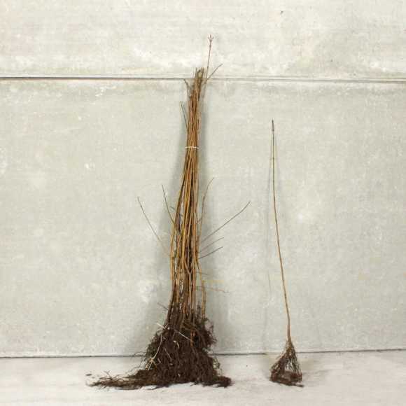 Field maple 60/90cm bare root