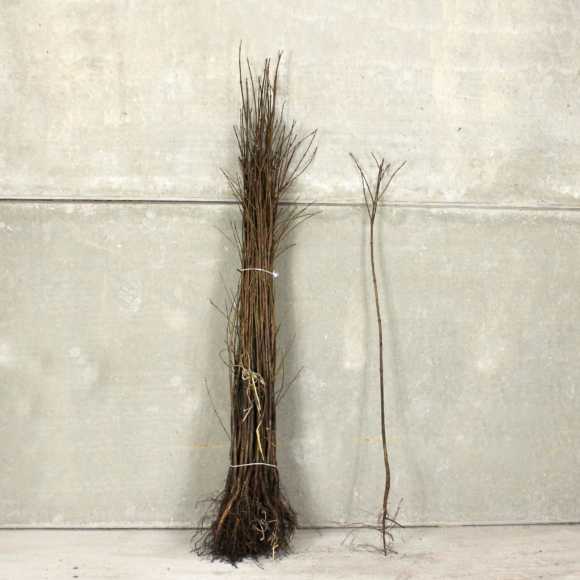 Field maple 90/120cm bare root