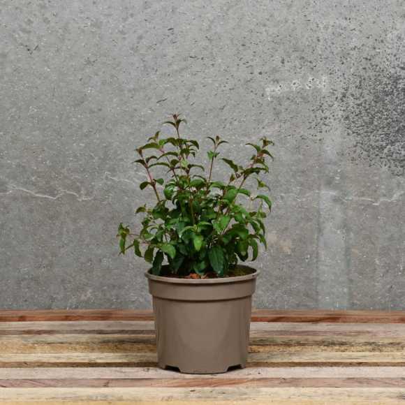 Fuchsia Magellanica 20/30cm 2L pot 