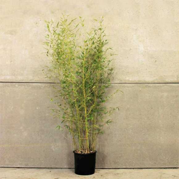 Golden Bamboo 120/150cm 10L pot 