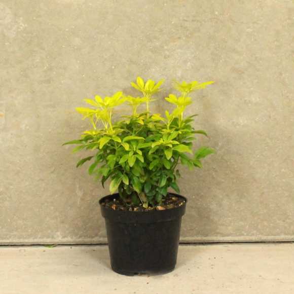 Golden Mexican Orange Blossom 10/20cm 2L pot 