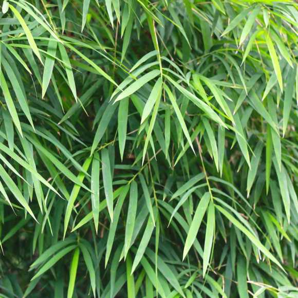 Bamboo - Green