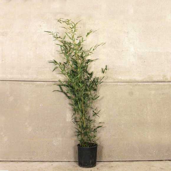 Green Bamboo 120/150cm 10L pot 
