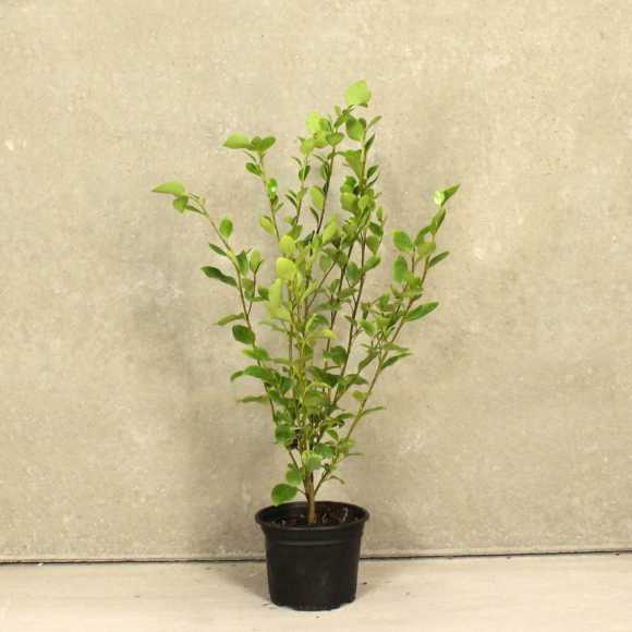 Griselinia Littoralis 60/90cm 2L pot