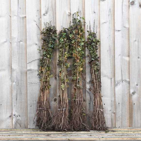 Hawthorn 40/60cm bare root x 100