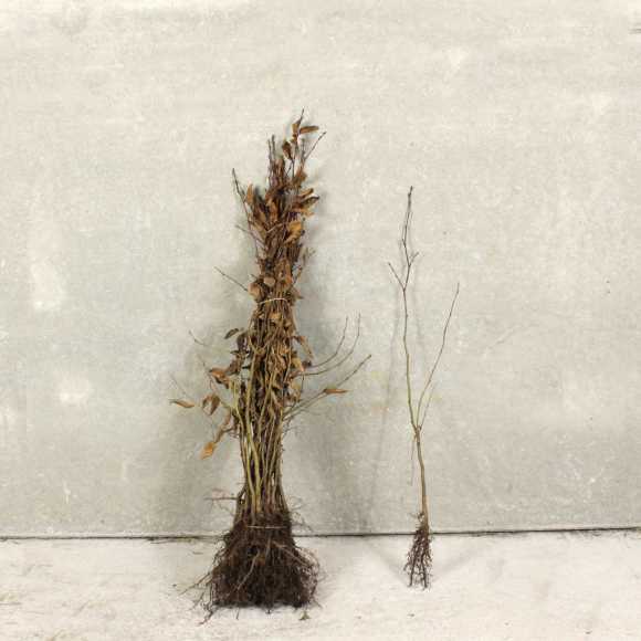 Hornbeam 40/60cm bare root