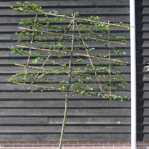 Hornbeam Fresh Pleached Tree 180cm Clear Stem, 10-12cm Girth, 120 Wide x 140 High, Pot Grown