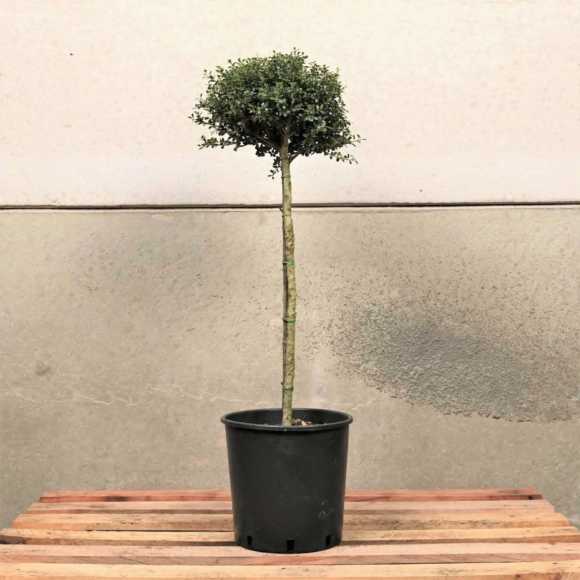 Ilex crenata Topiary Mini Standard 25/30cm Head 7L Pot