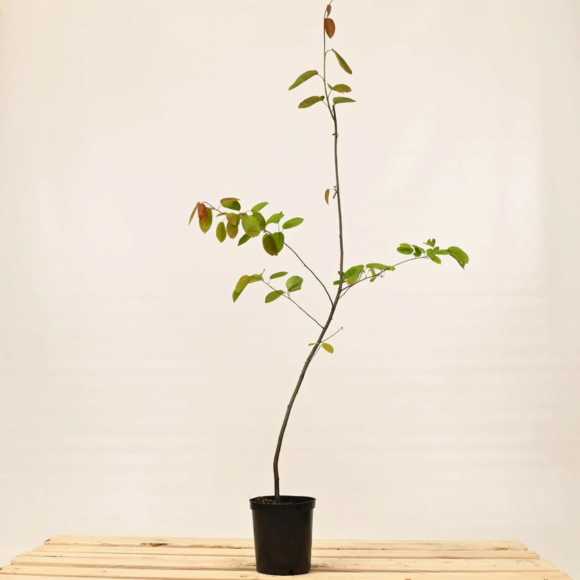 Juneberry 60/90cm 2L pot
