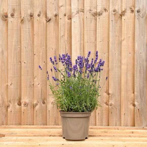 Lavender - Hidcote 20/30cm 5L pot
