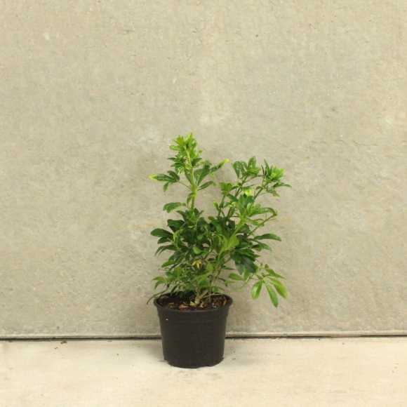 Mexican Orange Blossom 10/20cm 2L pot