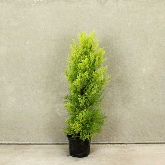 Monterey Cypress 'Goldcrest' 20/40cm 2L pot