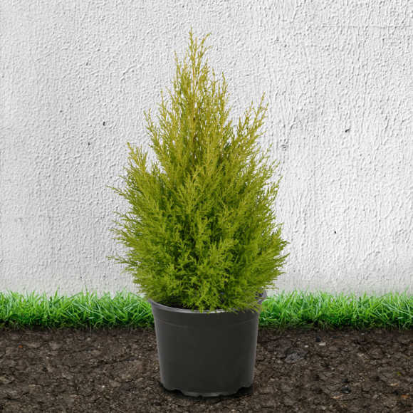 Monterey Cypress 'Goldcrest' 40/60cm 5L pot