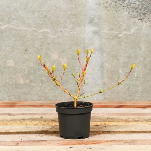 Orange Dogwood 'Winter Beauty' 20/25cm 9cm pot 