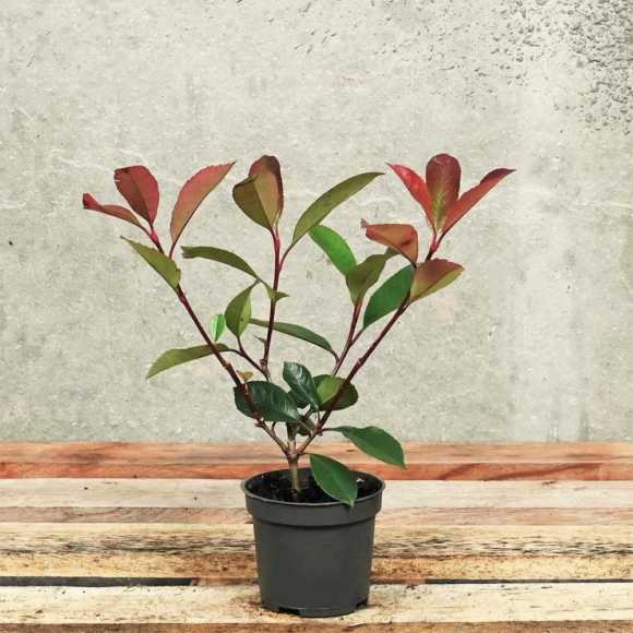 Photinia 'Red Robin' 20/30cm 9cm pot