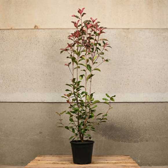 Photinia 'Red Robin' 90/120cm 10L pot