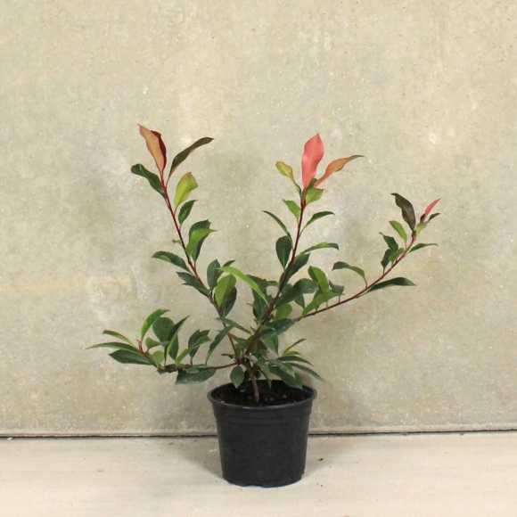 Photinia 'Red Robin' 40/60cm 2L pot