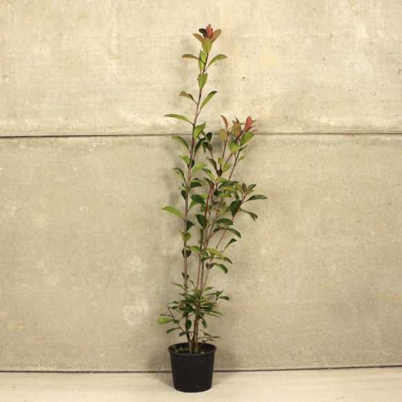 Photinia 'Red Robin' 60/90cm 3L pot