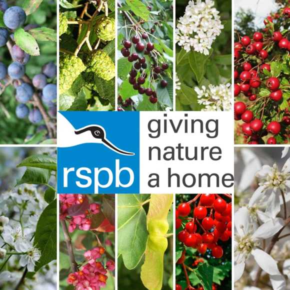 RSPB Approved Ultimate Bird Friendly Hedging Packs