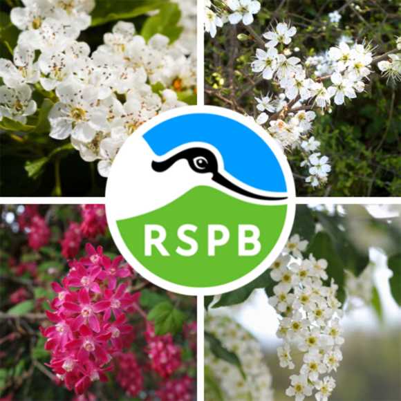RSPB Approved Flowering Bird Friendly Hedging 40/60cm Bare Roots x 250