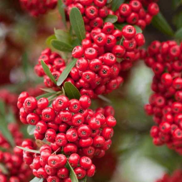 Pyracantha - Red