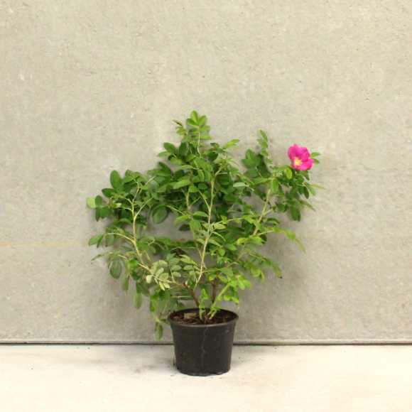 Rosa rugosa pink 30/50cm 2L pot 