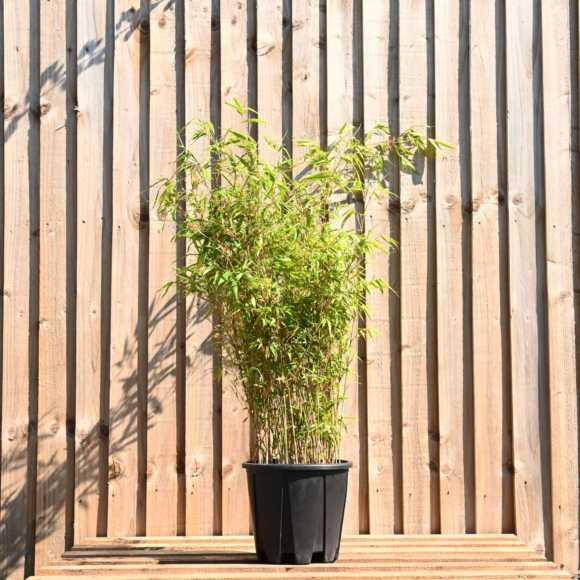Dragon Head Bamboo 50/70cm 5L pot