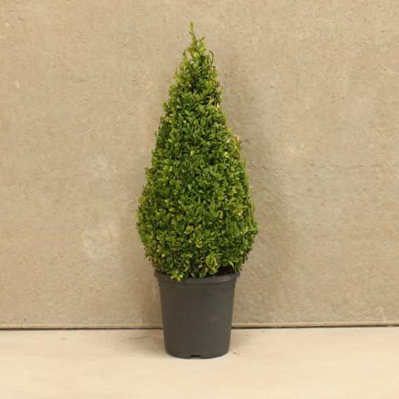 Box Topiary Cone 50/60cm 5L