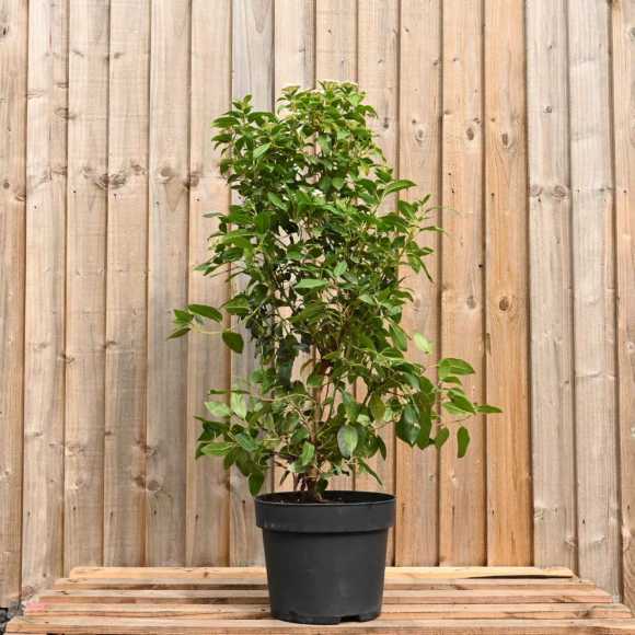 Viburnum Tinus 'Eve Price' 60/90cm 10L pot (Pre Order May)