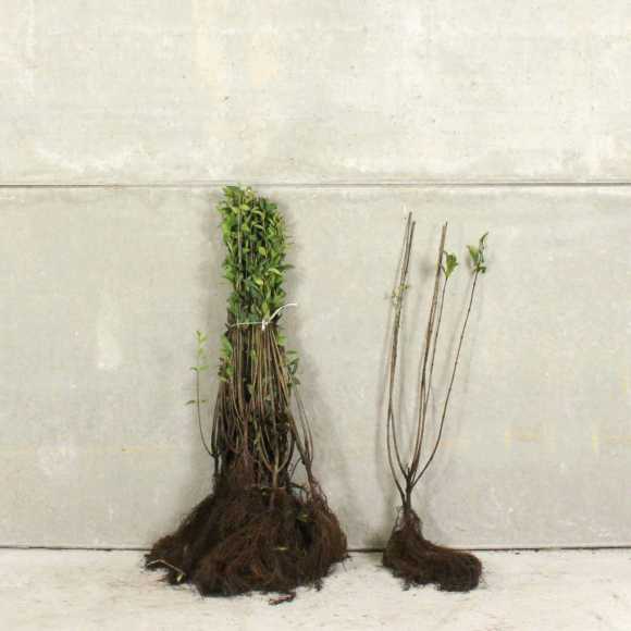 Wild Privet 40/60cm bare root
