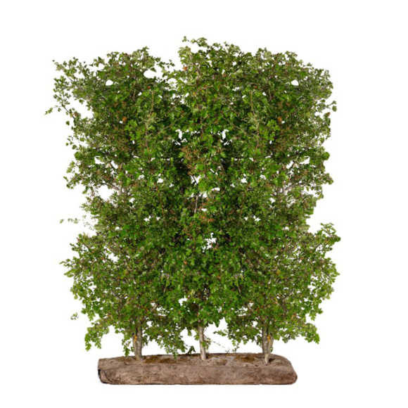 Hawthorn Easy Hedge Instant Hedging Element 150cm High x 1m wide
