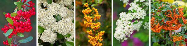 The Ultimate Guide to Pyracantha Hedge Plants