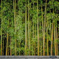 4. Plant and divide bamboo