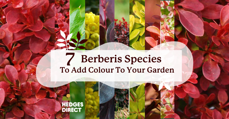 7 Berberis Hedge Species To Add Colour To Your Garden
