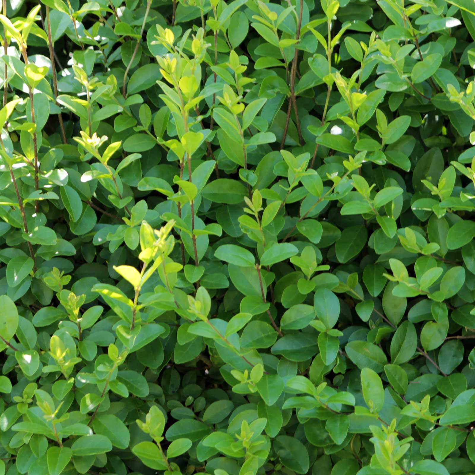 Privet Hedge Plants Ligustrum ovalifolium