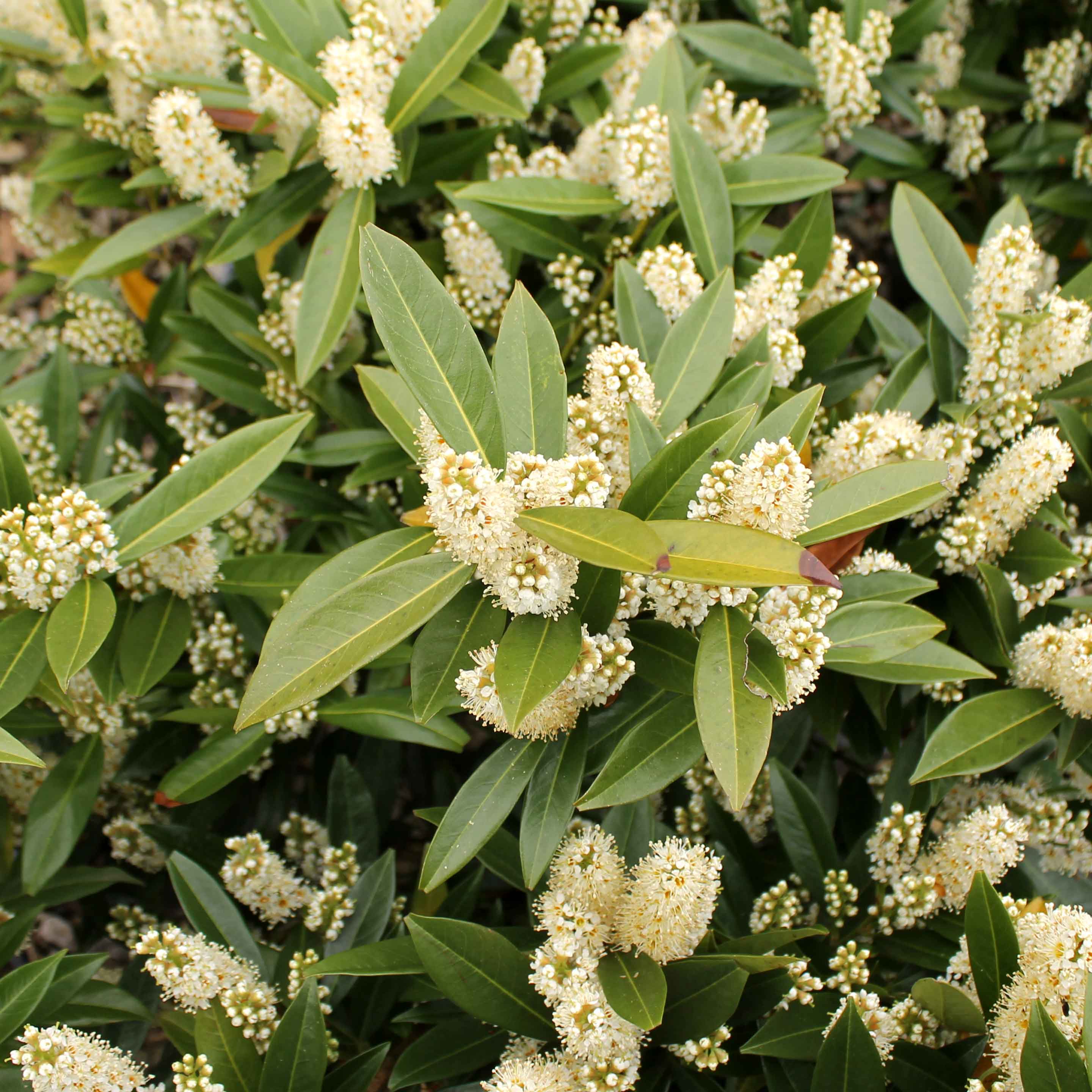Reveal The Beauty Of These 26 Different Types Of Laurel - Homida
