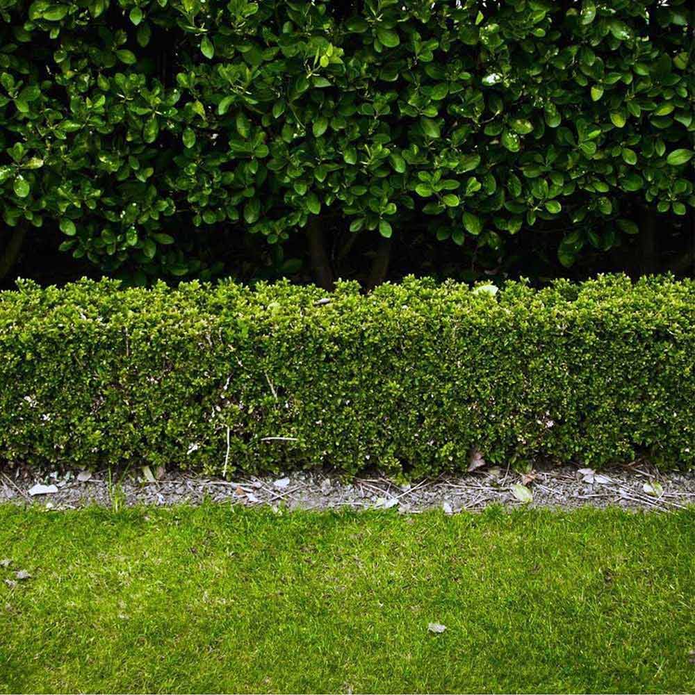 Pack of 6 Buxus Sempervirens Box Hedging Buxus Sempervirens Box Hedging Approximately 20cm Tall Evergreen Hedge Plants