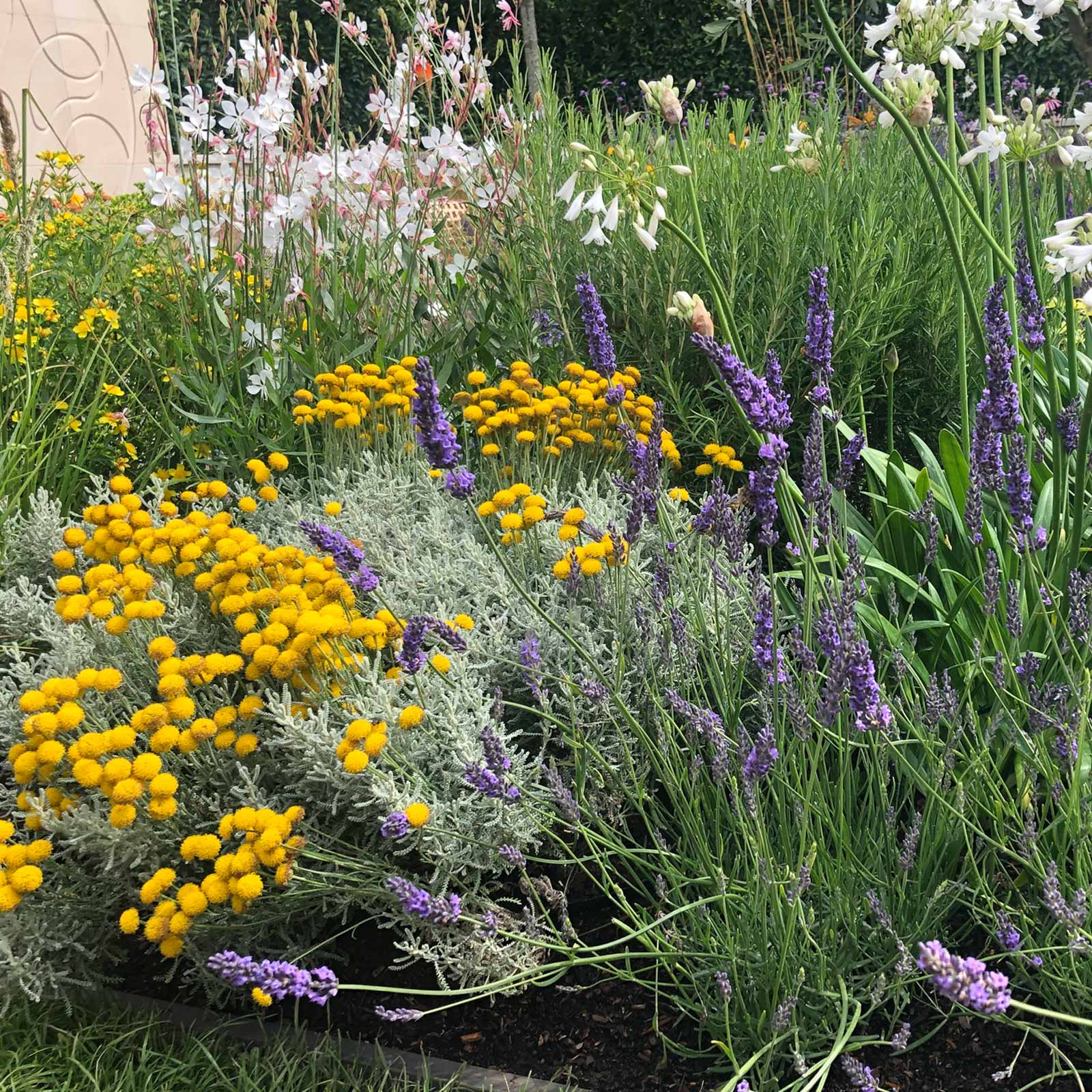 English Lavender Plants Lavandula Angustifolia Munstead Hedges Direct