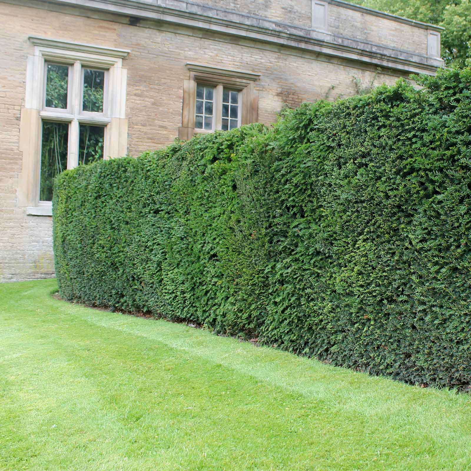 Image of English yew hedge tall