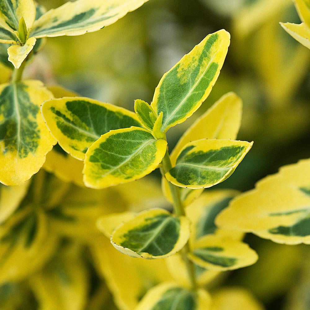 Image of Emerald n gold euonymus shrub closeup