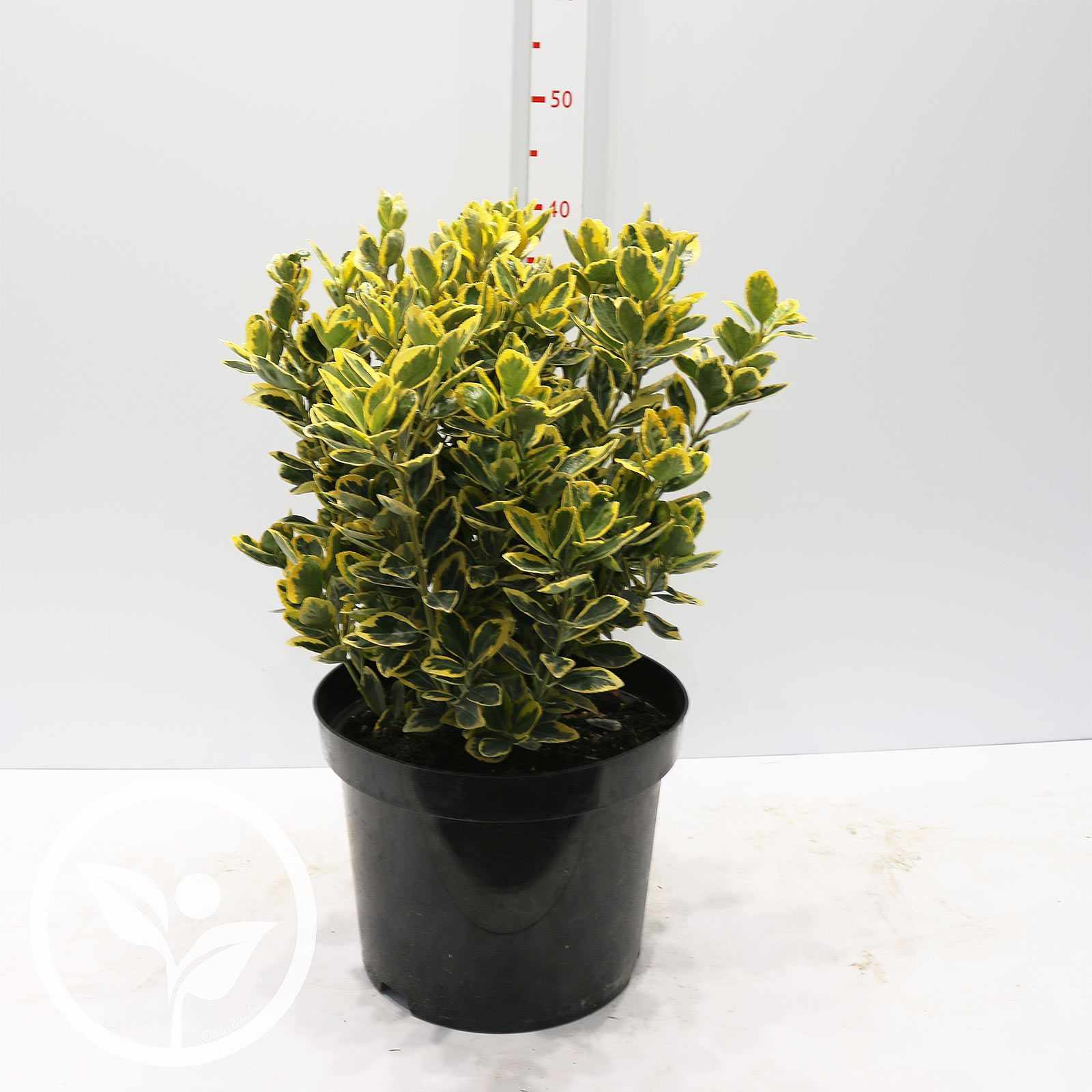Image of Japanese euonymus plant in pot