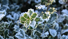 What to Do in the Garden in February: Staying On Top of Winter Maintenances