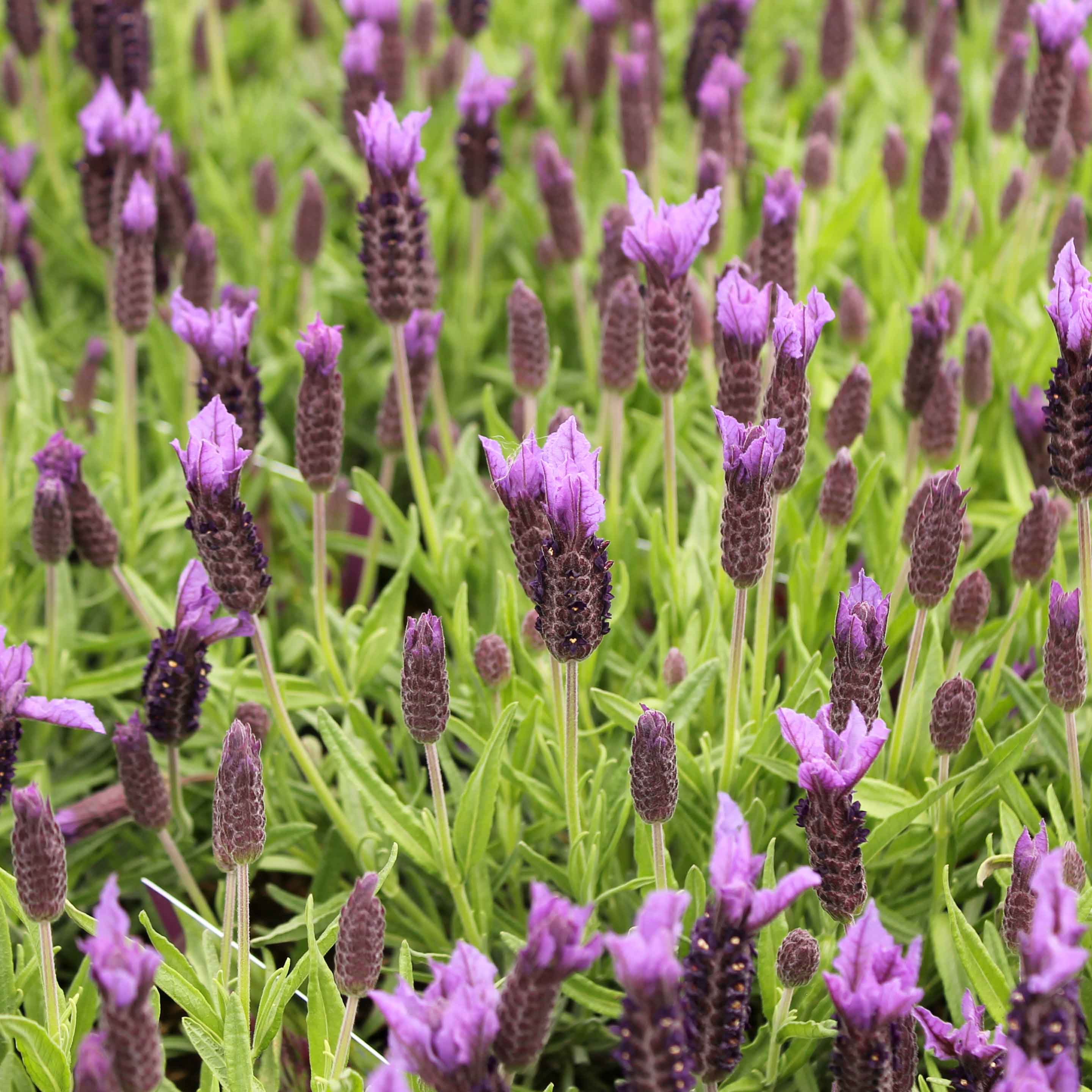 French Lavender Plants Lavandula Stoechas Hedge Hedges Direct Uk