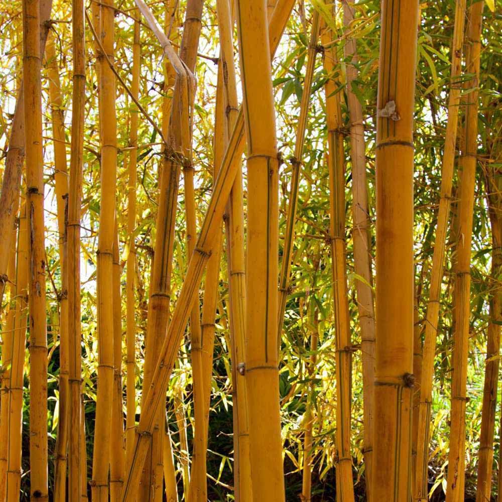 golden bamboo | phyllostachys aurea | hedges direct uk